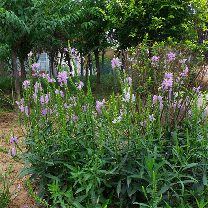 假龙头种子粉色随意草易种室内阳台盆栽花卉园林景观绿化花籽